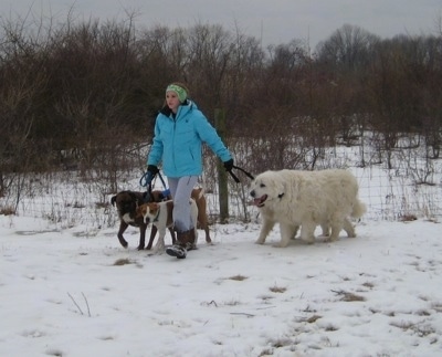 Amie walking Bruno and Allie the boxer, Darley the Beagle mix, Tacoma and Tundra the Great Pyrenees in the snow