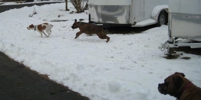 Bruno the Boxer chasing Darley the Beagle mix