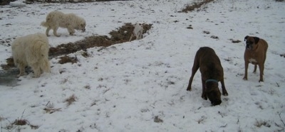 Bruno the Boxer eating Horse Poop, Allie the Boxer looking at him. Tundra and Tacoma the Great Pyrenees investigating around