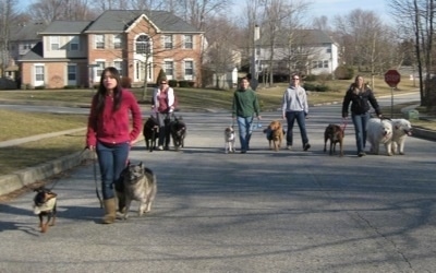 Pack Walk through the streets