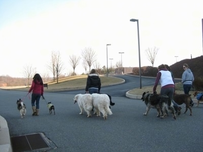 Pack walk down a neighborhood street