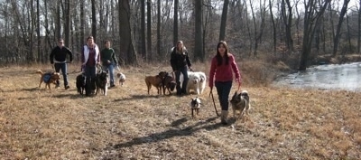 Rusty the Golden Retriever, Shadow and Meadow the Shiloh Shepherds, Darley the Beagle mix, Allie and Bruno the Boxers, Tundra and Tacoma the Great Pyrenees, Twiggy the Min Pin and Tia the Norwegian Elkhound walking with there respective owners