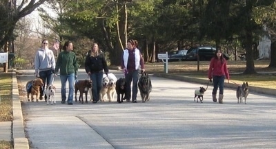 Pack Walk down the street