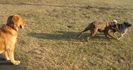 Bruno the Boxer bumping Tia the Norwegian Elkhound with his head and Rusty the Golden Retriever is watching