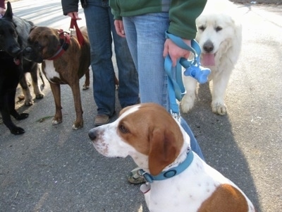 Bruno is smelling Shadow the Shiloh Shepherd, on the right is Tundra the Great Pyrenees and front Darley the Beagle mix.