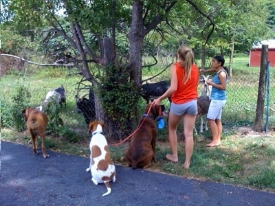 Darley the Beagle Mix sitting on the blacktop, Bruno the Boxer sitting in grass and Allie the Boxer investigating the chain link fence