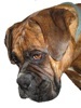 Bruno the Boxer Head