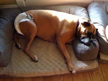 Allie the Boxer wearing a diaper laying in her dog bed
