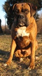 Bruno the Boxer sitting outside and the sun is setting