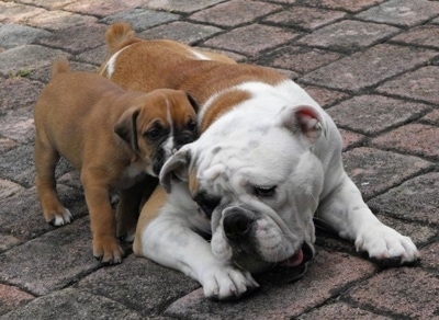 Englishbulldog Puppies Wallpaper on Bullador Puppy At 5 Weeks Old  English Bulldog   Labrador Retriever