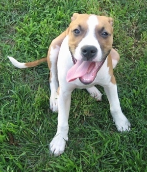 Topdown view of a brown and white Bullboxer Pit puppy that is sitting in grass with its mouth open, its tongue is hanging out and it is looking up.