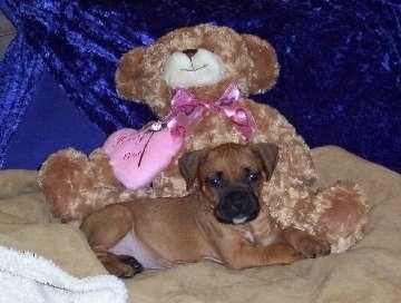 fawn staffy pups