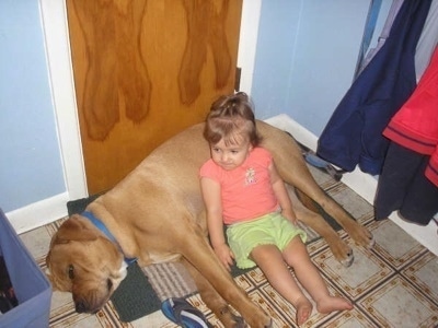 The left side of a tan Bullboxer Staffy Bull that is laying on its side, in front of a door and there is a little girl laying on its stomach.