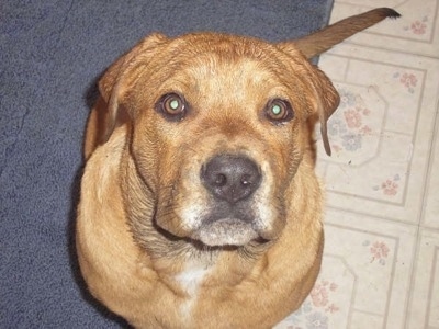 Close Up - A tan Bullboxer Staffy Bull that is sitting on a rug and it is looking up.