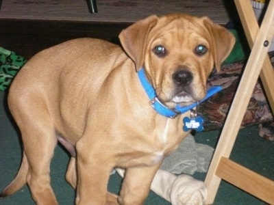 Close Up - The front right side of a tan Bullboxer Staffy Bull puppy that is standing near a rawhide dog bone and a wooden tv tray.