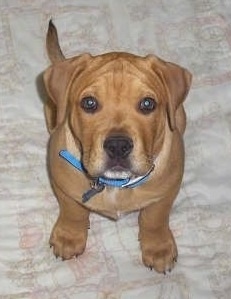 Topdown view of a tan Bullboxer Staffy Bull puppy that is sitting on a bed and it is looking up.