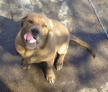 Topdown view of a tan Bullboxer Staffy Bull that is sitting on a wet sidewalk, it is looking up and it is licking its muzzle.