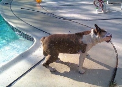 Maggie the English Bulldog shaking off after getting out of a pool