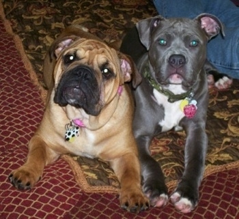 A tan Bulldog and a blue-nose Pit Bull are laying on a bed and they are looking up.