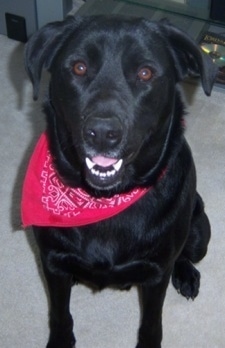 Bruiser the Bullmasador wearing a red bandana sitting in a front room