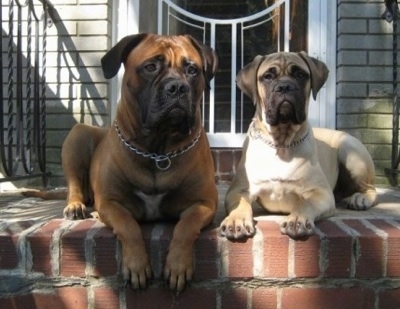 Massive Mastiff Dogs on Bullmastiff Puppies Izzy At 11 Months And Sonny At 4 Months