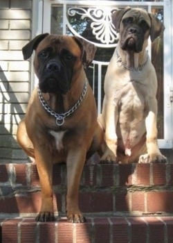 Izzy the Bullmastiff climbing down the brick stairs and Sonny the Bullmastiff puppy sitting at the top of the stairs in front of the house's screen door