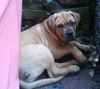 Budo the Bully Bordeaux pupy laying near a rock structure