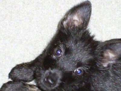 Clover the Bushland Terrier puppylaying on a carpet looking up. It has perk ears and black fur with a black nose and wide round dark eyes.