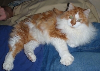 Bert the Cat is laying in the lap of a person on a bed