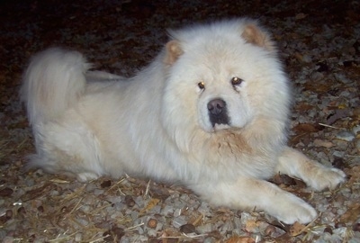 Half Chow