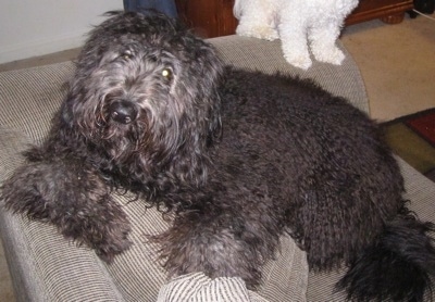 Juno the Cadoodle laying on the back of a brown chair with a smaller white dog sitting on the arm of the same chair