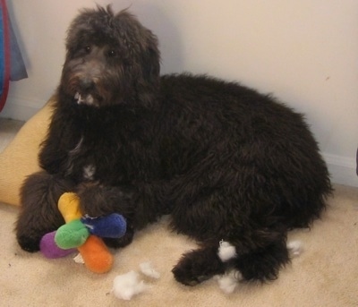 Juno the Cadoodle leaning against the wall on a yellow pillow with a plush toy between her paws and the stuffing from the plush toy in her mouth and in front of her on the floor