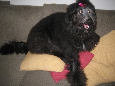 Juno the Cadoodle sitting on red and yellow pillows on a brown couch