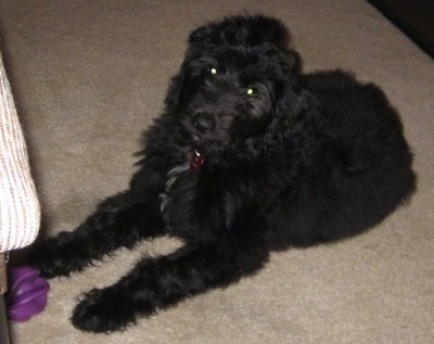 Juno the Cadoodle puppy laying on a carpet with a purple ball toy in front of it