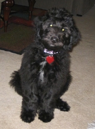 Juno the Cadoodle puppy sitting on a carpet and looking at the camera holder