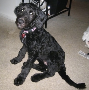 Juno the Cadoodle puppy is sitting on a carpet with a black medal shelf behind him