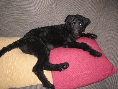 Juno the Cadoodle puppy laying on a couple of pillows on a dog bed