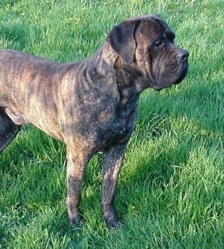 Nates Spitfire Jiggs the Cão dos Mourey standing outside in grass and looking to the right