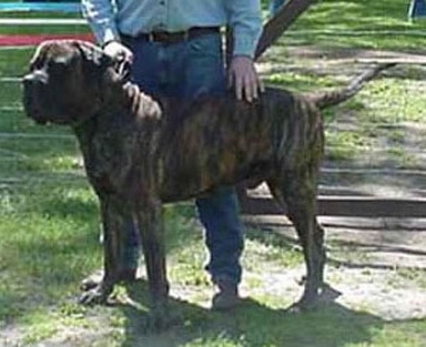 Nates Spitfire Jiggs the Cão dos Mourey stnading outside with its owner holding its leash and rubbing its back.