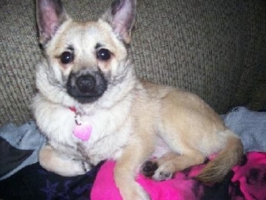 Close Up - Sasha the Cairanian laying on top of white, black and hot pink blankets on a brown couch