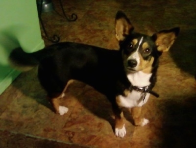 Heidi the Cardigan Welsh Corgi is standing on a tiled floor in front of a green wall and looking towards the camera holder