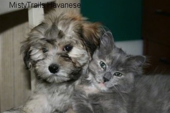 Havanese Puppy and Kallie the Kitten are laying with their faces next to each other and looking towards the camera holder