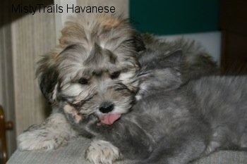 Kallie the Kitten laying against the Havanese puppy and licking its neck