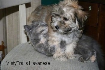 Havanese Puppy is standing over top of Kallie the Kitten on a chair and the kitten looks relaxed