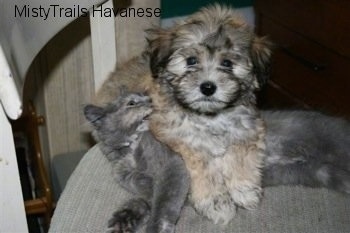 Havanese Puppy is laying over Kallie the Kitten. Kallie the kitten is playfully biting the Havanese puppy who is looking at the camera holder