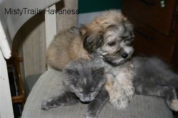 Havanese Puppy is laying on top of Kallie the Kitten who is looking down