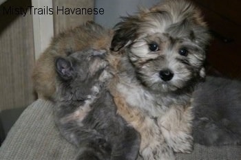 Havanese Puppy that is laying overtop of Kallie the kitten and she is grooming the puppy