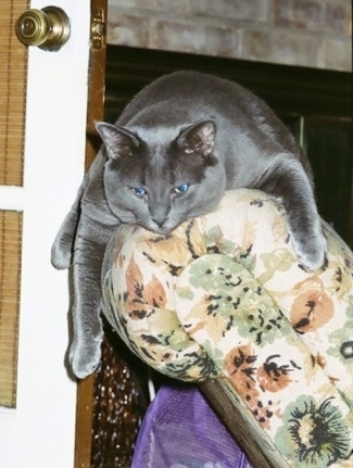 Rhett the cat is laying on the back of a flowered recliner chair with its limps hanging over the edge.