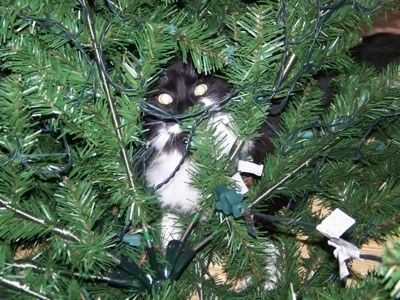 http://www.dogbreedinfo.com/images22/CatSylvesterChristmasTreeHiding.jpg