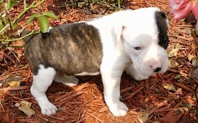 Brown brindle and white Catahoula Bulldog puppy standing outside in woodchips with a rhododendron bush on one side and a pink rose bush on the other